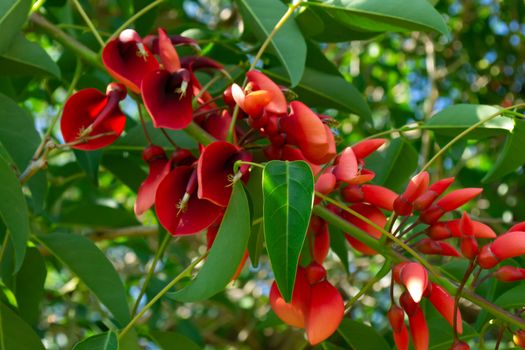 Close up of a tree with red flowers - erythrina crista-galli also known as  a coral tree and a flame tree. Stock image.