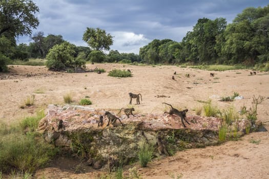 Chacma baboon group in riverbank scenery in Kruger National park, South Africa ; Specie Papio ursinus family of Cercopithecidae