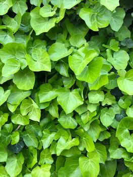 Vertical close up wld poison green ivy wall texture pattern wallpaper plant background