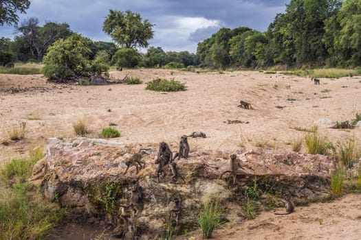 Chacma baboon group in riverbank scenery in Kruger National park, South Africa ; Specie Papio ursinus family of Cercopithecidae