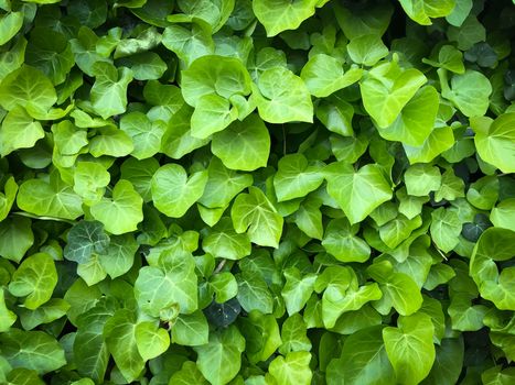 Horizontal close up wld poison green ivy wall texture pattern wallpaper plant background