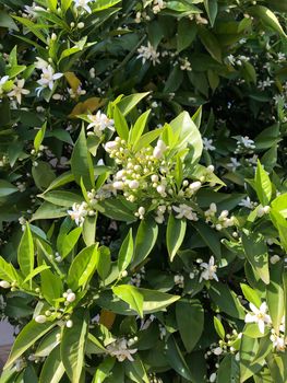 Close up orange tree flower bud with green leaves spring blossom