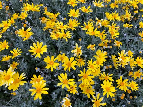 Close up bright yellow daisy bush with blue gray leaves