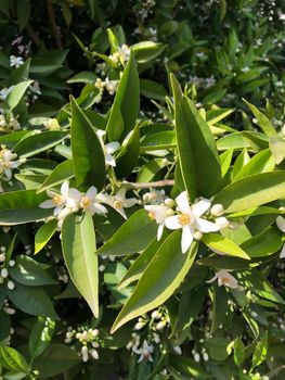 Close up orange tree flower bud with green leaves spring blossom