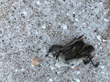 Gray brown little dead sparrow lies on asphalt 