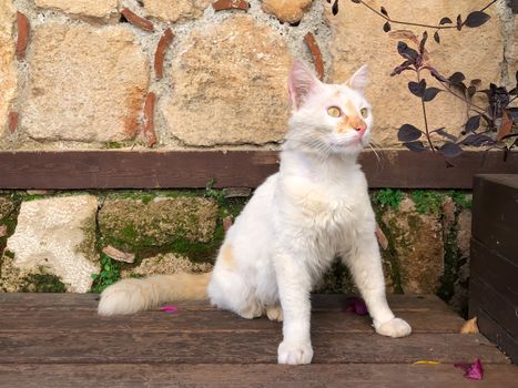 Close up white cat with green eyes sitting on bench in Antalya old town Kaleici with ancient stone wall background. Horizontal stock image