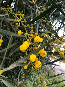 Close up floral yellow mimosa bunches tree spring flowers acacia dealbata women's day