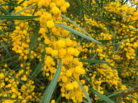 Close up floral yellow fluffy mimosa bunches tree spring flowers acacia dealbata 