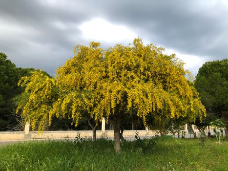 Big yellow blooming mimosa tree spring flowers acacia dealbata 