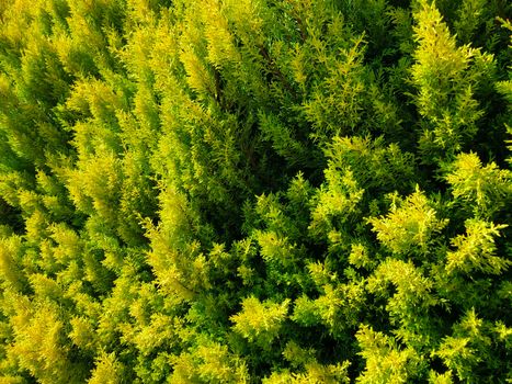 Bright green close up of cypress thuja coniferous tree leaves. Horizontal stock image