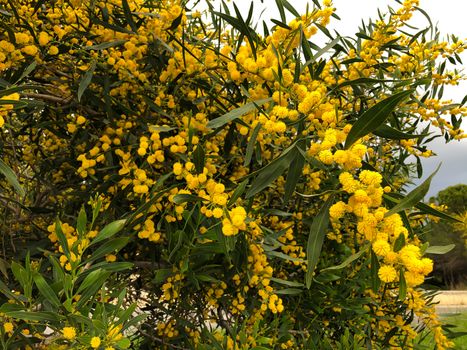 Close up floral yellow mimosa bunches tree spring flowers acacia dealbata 