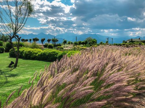 Feather grasses in a beautiful green park in Antalya with mountains and Mediterranean sea on a background. Horizontal pure nature stock image