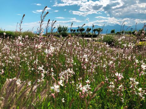 A field of white small flowers with a cloudy blue sky background. Horizontal stock image.