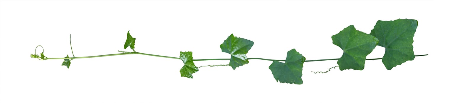 ivy. vine plants, ivy leaves of the climbing plant isolated on white background, clipping path included.