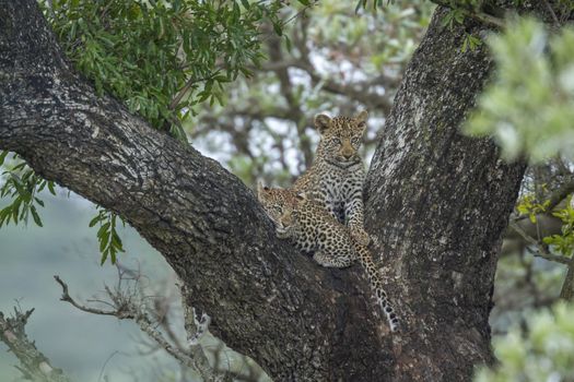 Two young Leopard lying down in a tree in Kruger National park, South Africa ; Specie Panthera pardus family of Felidae