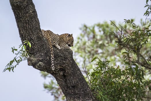 Young Leopard lying down in a tree in Kruger National park, South Africa ; Specie Panthera pardus family of Felidae