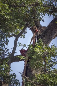 Young Leopard eating prey in a tree in Kruger National park, South Africa ; Specie Panthera pardus family of Felidae