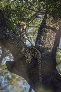 Two young Leopard lying down in a tree in Kruger National park, South Africa ; Specie Panthera pardus family of Felidae