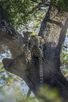 Two young Leopard lying down in a tree in Kruger National park, South Africa ; Specie Panthera pardus family of Felidae