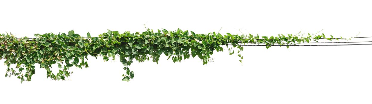 Vine plant, Ivy leaves plant on poles isolated on white background