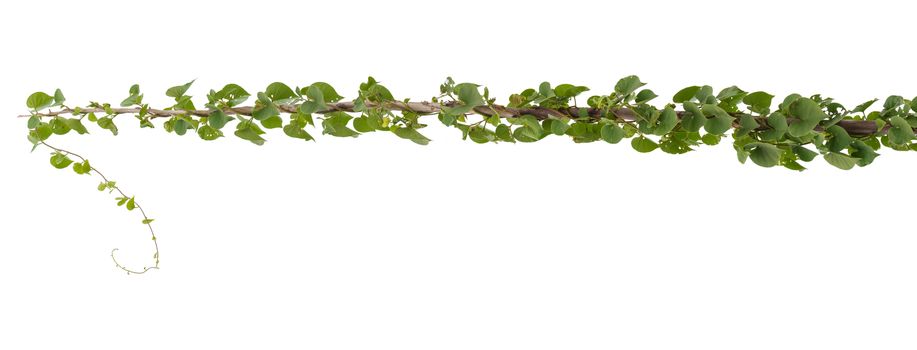 Vine plant jungle branches hanging. Climber isolated on white background. have clipping path