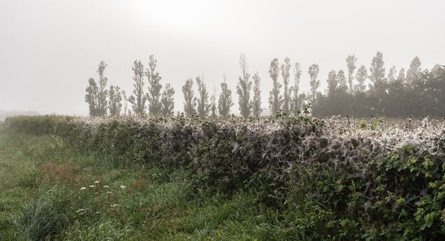 numerous cobwebs in a damp hedge of morning dew