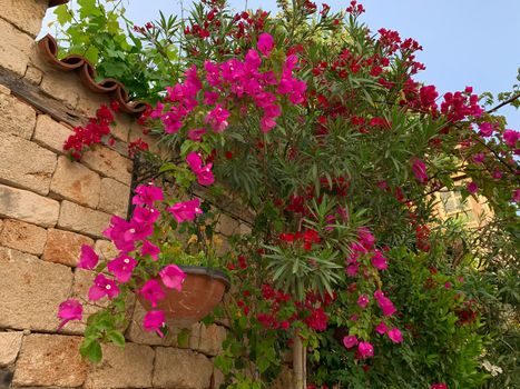 Old Ottoman time stone wall covered with pink bougainvillea in old town of Antalya Kaleici, Turkey. Horizontal stock image.