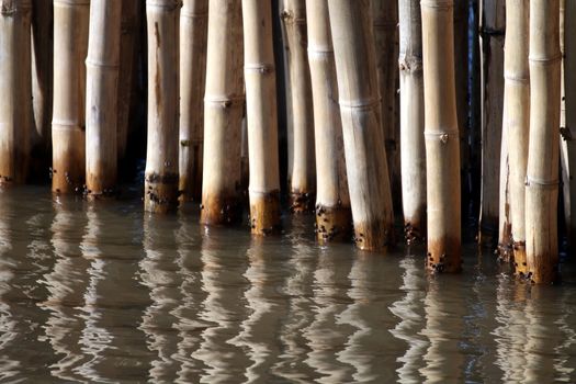 Bamboo wall sticks at water surface (selective focus)