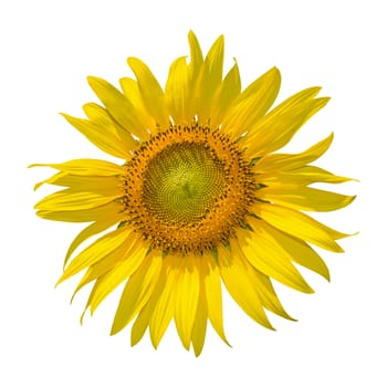 Sunflower isolated on black background. clipping path