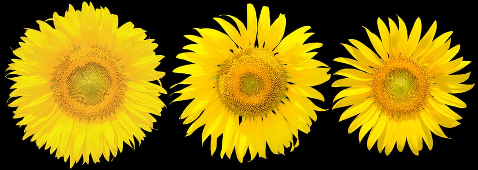 Sunflower isolated on black background. clipping path