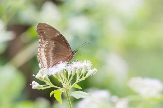 butterfly fly in nature.