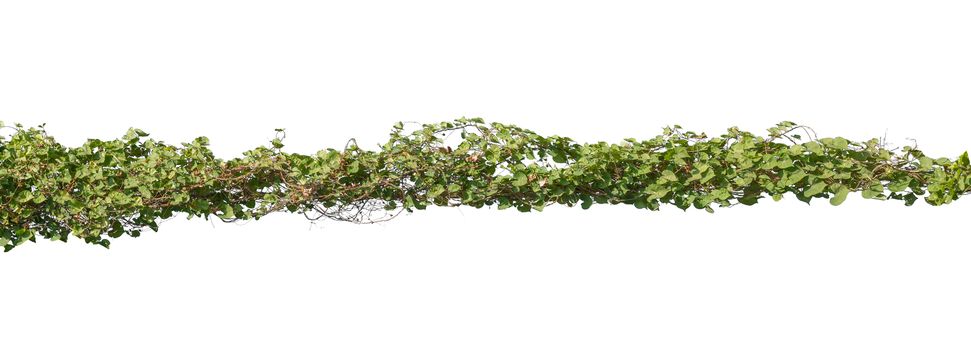 Vine plant jungle branches hanging. Climber isolated on white background. have clipping path