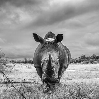 Southern white rhinoceros wide anle front view in Hlane royal National park, Swaziland scenery; Specie Ceratotherium simum simum family of Rhinocerotidae