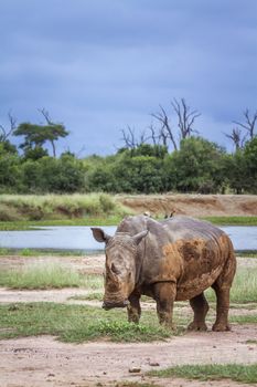Southern white rhinoceros in Hlane royal National park, Swaziland scenery; Specie Ceratotherium simum simum family of Rhinocerotidae
