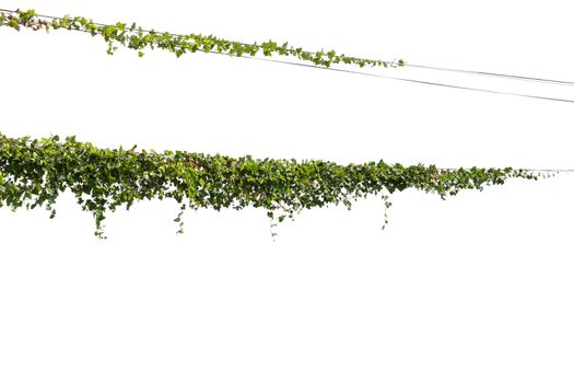 Vine plant jungle branches hanging. Climber isolated on white background. have clipping path