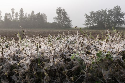 numerous cobwebs in a damp hedge of morning dew