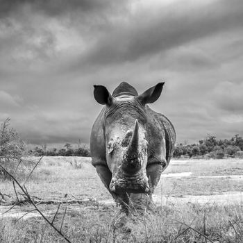 Southern white rhinoceros wide anle front view in Hlane royal National park, Swaziland scenery; Specie Ceratotherium simum simum family of Rhinocerotidae