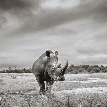 Southern white rhinoceros wide anle front view in Hlane royal National park, Swaziland scenery; Specie Ceratotherium simum simum family of Rhinocerotidae