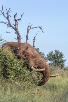 African bush elephant portrait in Hlane National park, Swaziland ; Specie Loxodonta africana family of Elephantidae