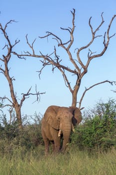 African bush elephant in dead tree scenery in Hlane National park, Swaziland ; Specie Loxodonta africana family of Elephantidae