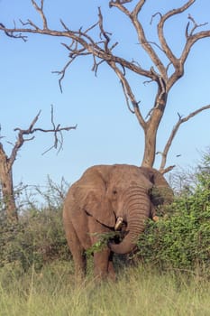 African bush elephant in dead tree scenery in Hlane National park, Swaziland ; Specie Loxodonta africana family of Elephantidae