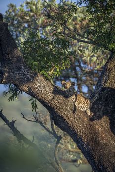 Young Leopard lying down in tree in Kruger National park, South Africa ; Specie Panthera pardus family of Felidae