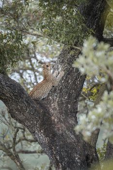 Young Leopard playing in a tree in Kruger National park, South Africa ; Specie Panthera pardus family of Felidae