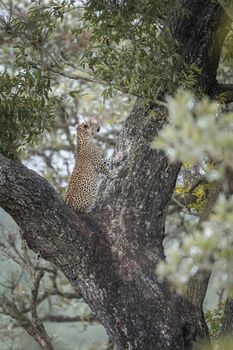 Young Leopard playing in a tree in Kruger National park, South Africa ; Specie Panthera pardus family of Felidae