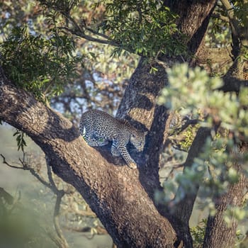 Young Leopard in a tree in Kruger National park, South Africa ; Specie Panthera pardus family of Felidae