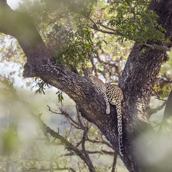 Young Leopard lying down with mother in a tree in Kruger National park, South Africa ; Specie Panthera pardus family of Felidae
