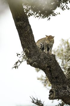Young Leopard sitting in a tree in Kruger National park, South Africa ; Specie Panthera pardus family of Felidae