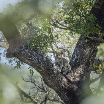 Two young Leopard playing in a tree in Kruger National park, South Africa ; Specie Panthera pardus family of Felidae