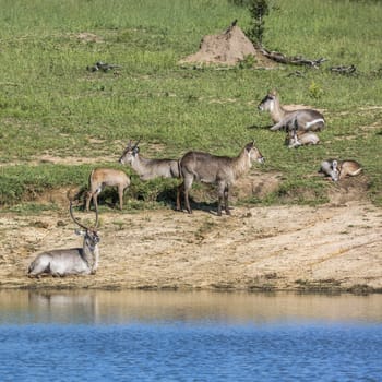 Common Waterbuck small group on lake side in Kruger National park, South Africa ; Specie Kobus ellipsiprymnus family of Bovidae