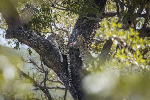 Leopard female with two cubs in a tree in Kruger National park, South Africa ; Specie Panthera pardus family of Felidae